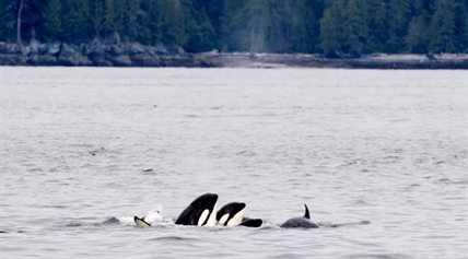 Whale watch body wants closer access to other orcas as feds set 200-metre limit | iNFOnews.ca Whale watch body wants closer access to other orcas as feds set 200-metre limit | iNFOnews.ca