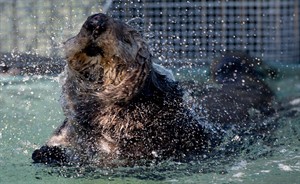 Sea otter with severe gunshot wounds rescued off B.C. coast | iNFOnews.ca Sea otter with severe gunshot wounds rescued off B.C. coast | iNFOnews.ca