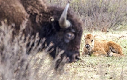 Banff holds blessing ceremony with Indigenous elders before letting bison roam | iNFOnews.ca