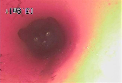 Kitten OK after being rescued from underground pipe in Kamloops | iNFOnews.ca Kitten OK after being rescued from underground pipe in Kamloops | iNFOnews.ca
