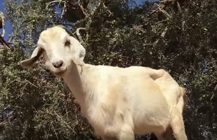 TRENDING NOW: Goats that hang out in trees | iNFOnews.ca