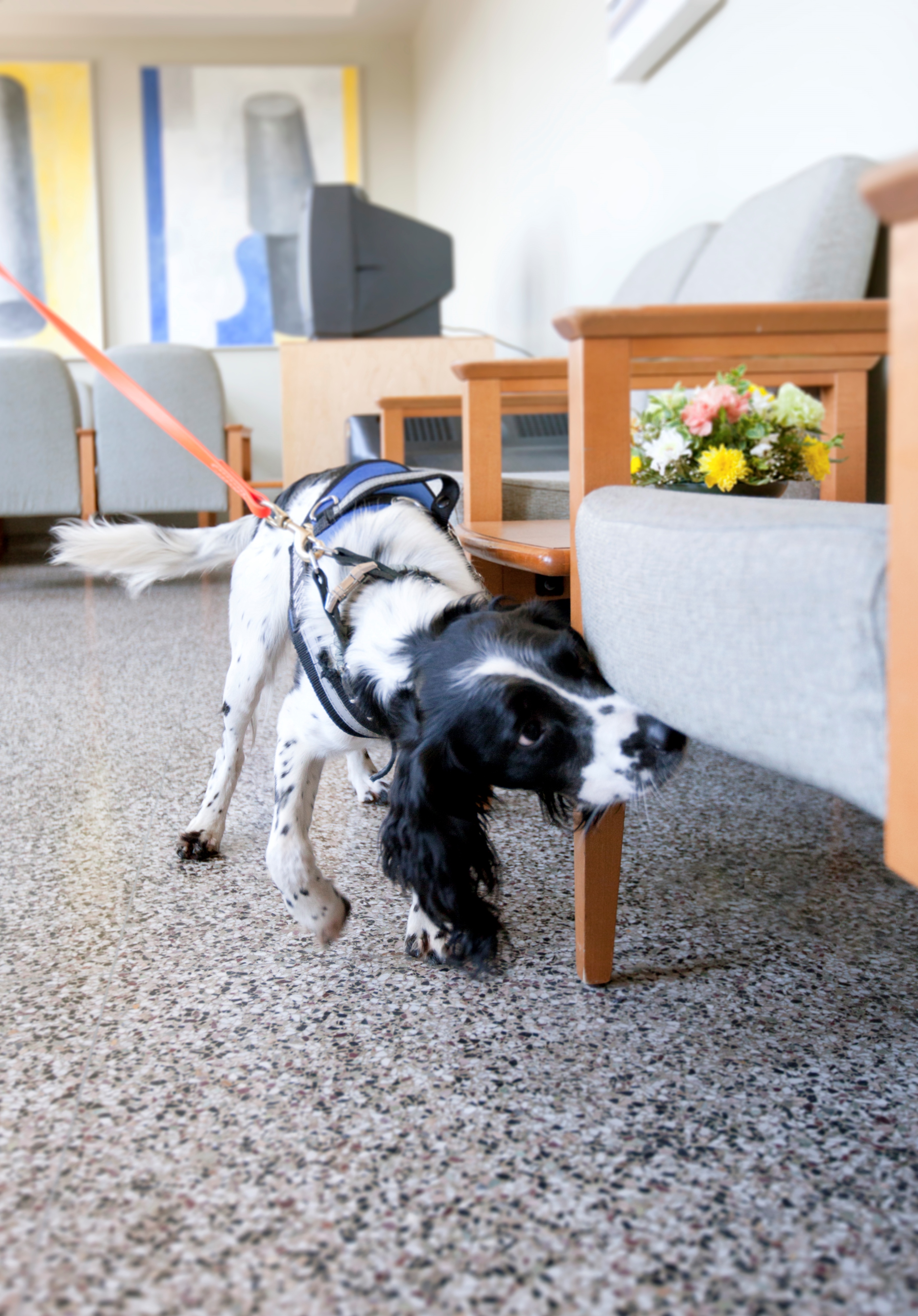 VIDEO: Angus the C. difficile sniffing dog visits hospitals in Vernon, Kamloops | iNFOnews.ca
