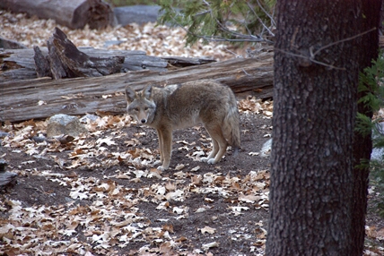 Three young children bitten by coyotes in Montreal over the past week: police | iNFOnews.ca