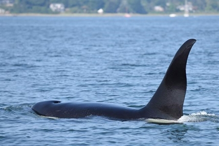 Hundreds watch from shore as killer whale puts on jumping show in B.C. harbour | iNFOnews.ca Hundreds watch from shore as killer whale puts on jumping show in B.C. harbour | iNFOnews.ca