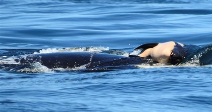Killer whale pushing dead calf for days is getting support from her pod | iNFOnews.ca