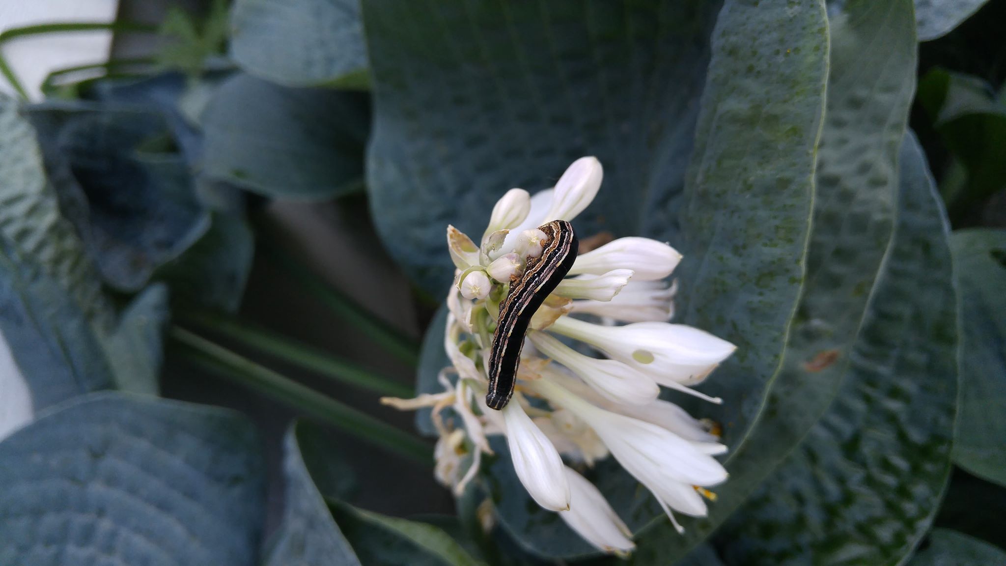 Rare caterpillar outbreak in North Okanagan has government officials investigating | iNFOnews.ca Rare caterpillar outbreak in North Okanagan has government officials investigating | iNFOnews.ca
