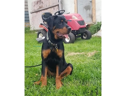 P.E.I. Rottweiler owner frustrated with dog park rule prohibiting breed | iNFOnews.ca