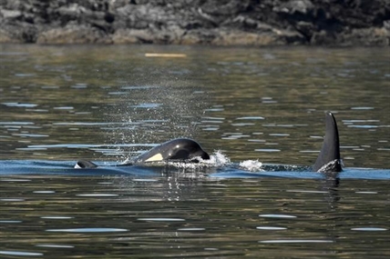 Emergency rescue efforts for endangered killer whale hit snag in Canada | iNFOnews.ca