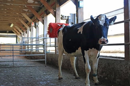 Getting a good scratch is just as worthy as good food for cows, says study | iNFOnews.ca Getting a good scratch is just as worthy as good food for cows, says study | iNFOnews.ca