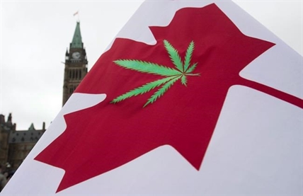 Many Canadians are driving high, according to new StatCan cannabis data | iNFOnews.ca