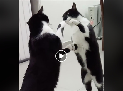 TRENDING NOW: Who's that cat in the mirror? | iNFOnews.ca