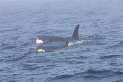 Antibiotic delivered to wild killer whale in international rescue operation | iNFOnews.ca