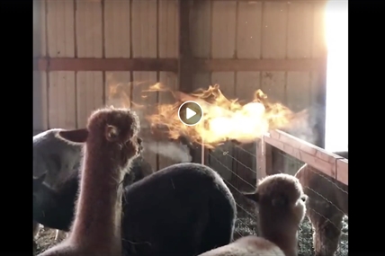 TRENDING NOW: Fire-breathing alpacas | iNFOnews.ca