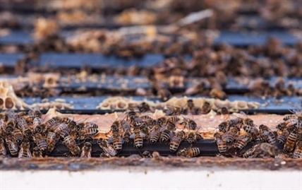 Pesticides linked to bee deaths will be phased out in Canada, sources say | iNFOnews.ca