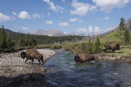 Two bison bulls wander out of Banff National Park a week after being released | iNFOnews.ca