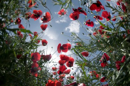B.C. vets say some dollar stores refuse to sell Remembrance poppies | iNFOnews.ca B.C. vets say some dollar stores refuse to sell Remembrance poppies | iNFOnews.ca