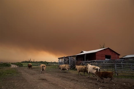 Children, elderly at risk as smoke from distant fires hangs over parts of B.C. | iNFOnews.ca