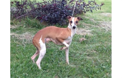 B.C.-bound dog lost at U.S. airport before Air Canada flight confirmed dead | iNFOnews.ca