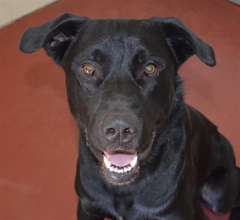 Looking for forever homes, Penticton SPCA Pets of the Week | iNFOnews.ca