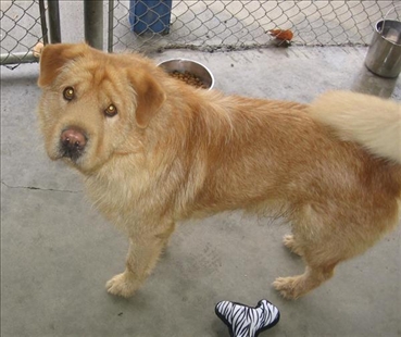 Looking for a forever home, Vernon SPCA pets of the week | iNFOnews.ca