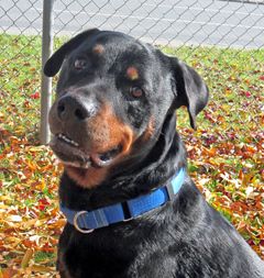 Looking for a forever home, Kamloops SPCA pet of the week | iNFOnews.ca