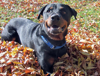 Looking for a forever home, Kamloops SPCA pet of the week | iNFOnews.ca