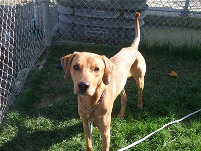 Looking for a forever home, Kelowna SPCA pet of the week | iNFOnews.ca
