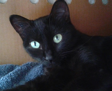 Looking for a forever home; Kamloops SPCA pet of the week | iNFOnews.ca