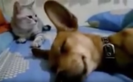 TRENDING NOW: Cat can not handle stinky dog | iNFOnews.ca