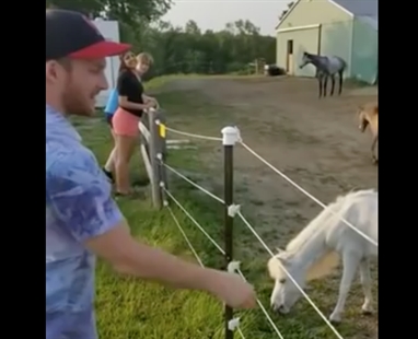 TRENDING NOW: Don't touch that electric fence | iNFOnews.ca