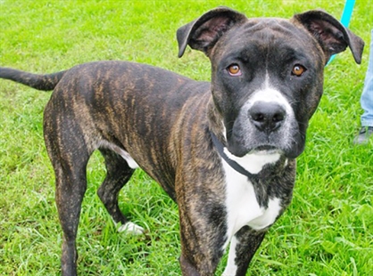 Looking for a forever home; Kamloops SPCA pet of the week | iNFOnews.ca