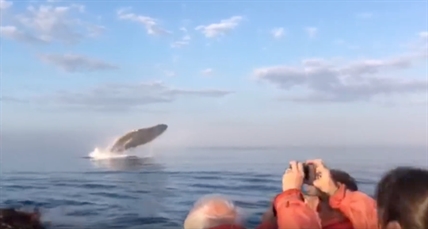 TRENDING NOW: Spectacular triple whale breach | iNFOnews.ca