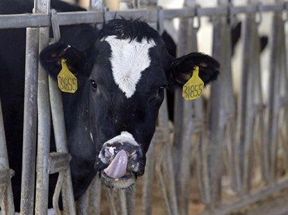 The recent jump in U.S. butter imports? All smooth, says Canadian dairy industry | iNFOnews.ca The recent jump in U.S. butter imports? All smooth, says Canadian dairy industry | iNFOnews.ca