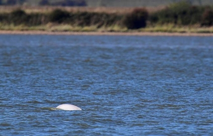 Happy news: Beluga whale in Thames eating, swimming well | iNFOnews.ca