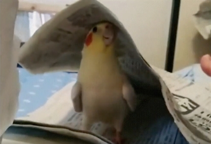 TRENDING NOW: Adorable cockatiel plays peek-a-boo | iNFOnews.ca
