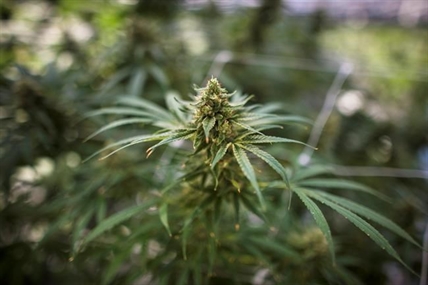 Justice minister defends approval of roadside pot test as some police wary | iNFOnews.ca Justice minister defends approval of roadside pot test as some police wary | iNFOnews.ca