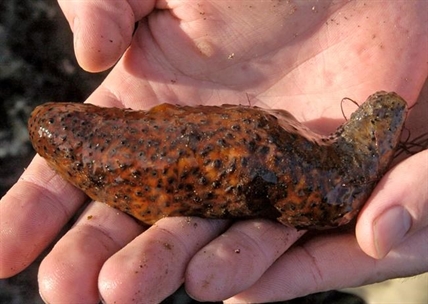 Washington man gets prison for overharvesting sea cucumbers | iNFOnews.ca Washington man gets prison for overharvesting sea cucumbers | iNFOnews.ca