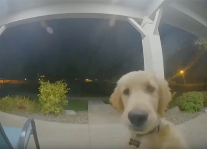 TRENDING NOW: Adorable pup gets locked out | iNFOnews.ca
