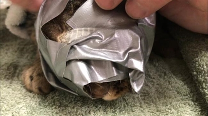 'We've never seen this kind of abuse,' says woman who found cat with duct-taped face | iNFOnews.ca 'We've never seen this kind of abuse,' says woman who found cat with duct-taped face | iNFOnews.ca