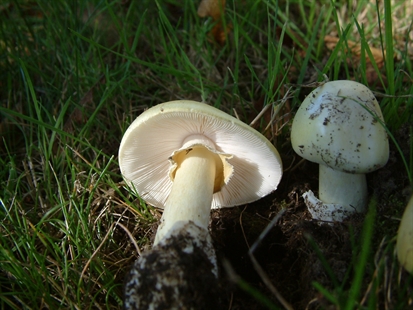 World's deadliest mushroom prompts warning to urban B.C. mushroom lovers | iNFOnews.ca
