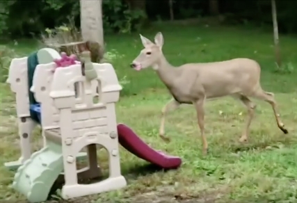 TRENDING NOW: In the 'deer' tonight | iNFOnews.ca