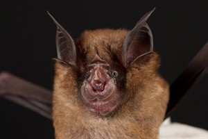 SARS-like viruses found in Chinese bats; closest hits yet to 2003 outbreak virus | iNFOnews.ca SARS-like viruses found in Chinese bats; closest hits yet to 2003 outbreak virus | iNFOnews.ca