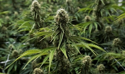 Labour, employer groups say feds to pass on rules for weed in the workplace | iNFOnews.ca Labour, employer groups say feds to pass on rules for weed in the workplace | iNFOnews.ca