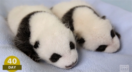 The first 100 days in the lives of two panda cubs twins | iNFOnews.ca
