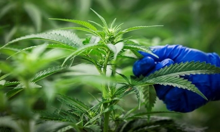 Five things about what's legal and what's not in Canada's new pot law | iNFOnews.ca Five things about what's legal and what's not in Canada's new pot law | iNFOnews.ca
