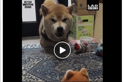 TRENDING NOW: Toy mocks dog look-alike | iNFOnews.ca