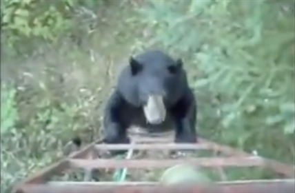 TRENDING NOW: How a Canadian scares away a bear | iNFOnews.ca