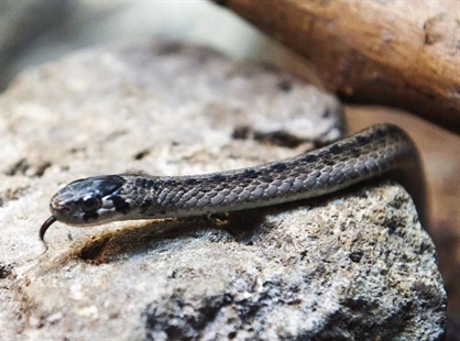 Biologists rush to help Montreal snake species threatened by real-estate boom | iNFOnews.ca