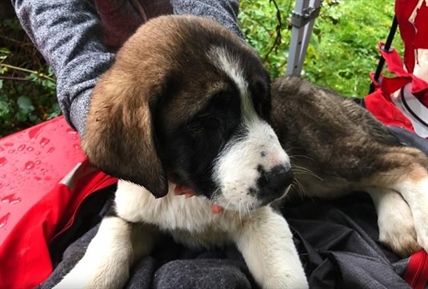 Puppies stranded for days on B.C. cliff rescued after woman sounds alarm | iNFOnews.ca Puppies stranded for days on B.C. cliff rescued after woman sounds alarm | iNFOnews.ca