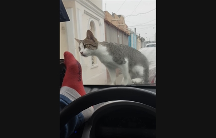 TRENDING NOW: Man scares cat, gets instant karma | iNFOnews.ca